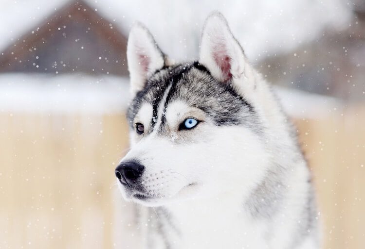 white fluffy husky dog