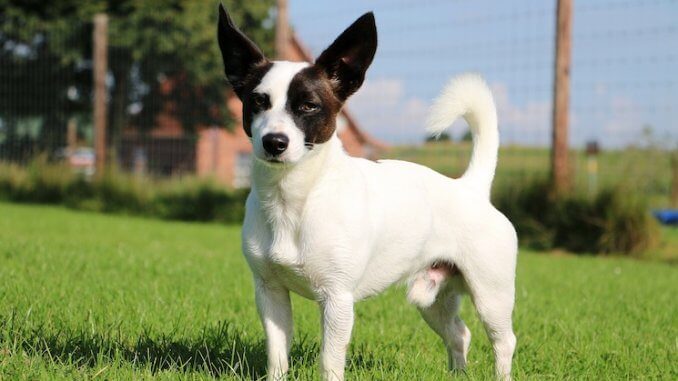 Jack Russell Chihuahua Mix