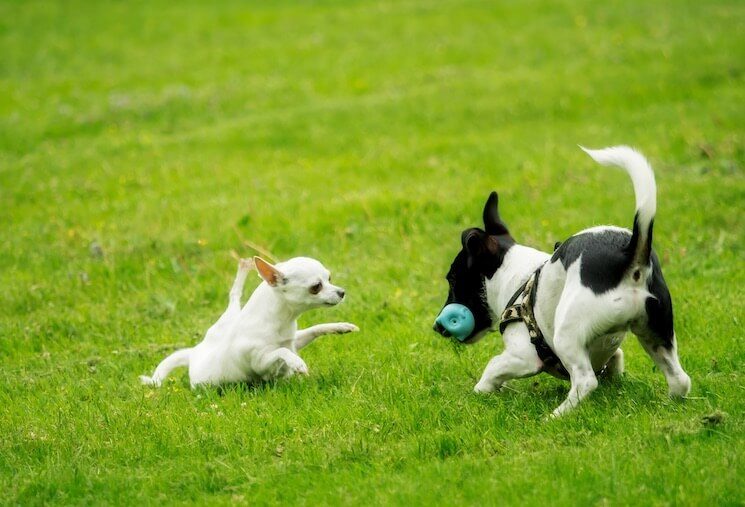 Jack Russell Chihuahua Mix Playing