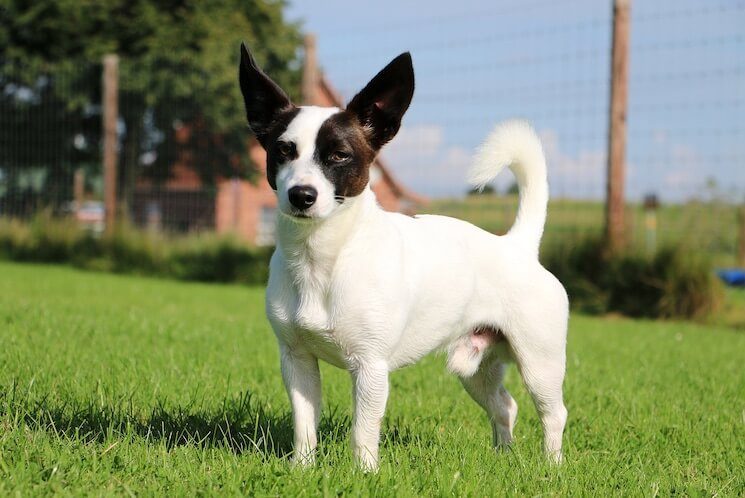 wire haired jack russell terrier chihuahua mix