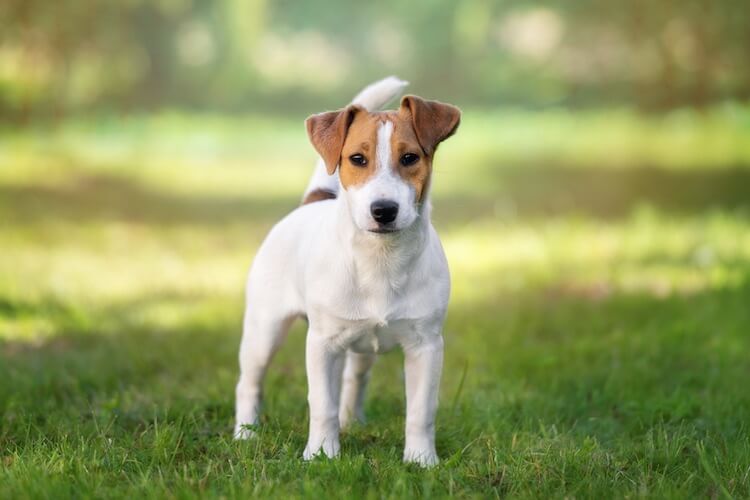 Jack Russell Dog