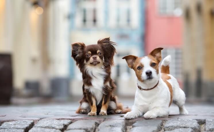 Jack Russell and Chihuahua