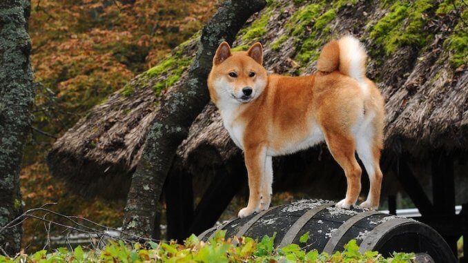 Japanese Dog Breeds Feature