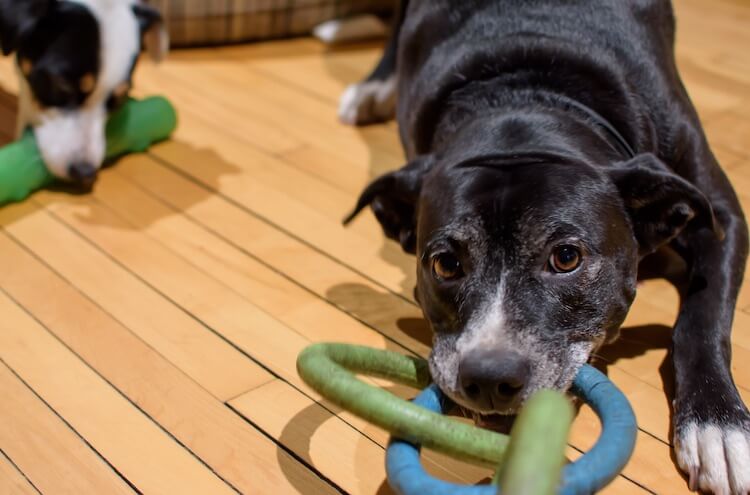 Lab Boxer Mix Playing