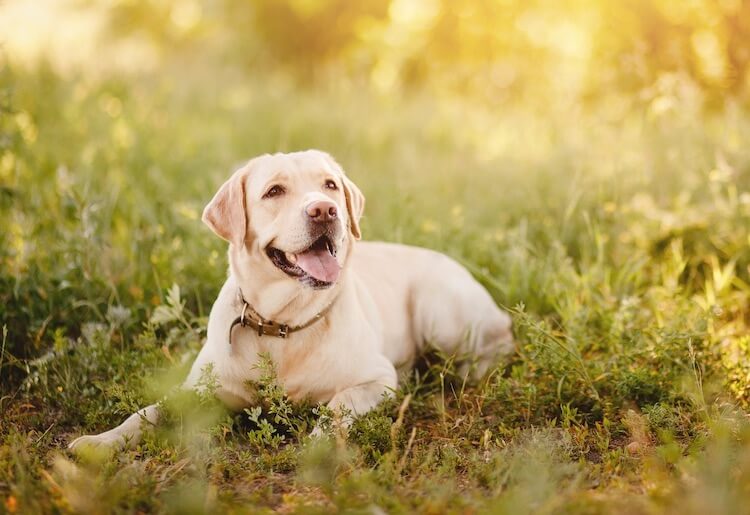 Labrador Retriever