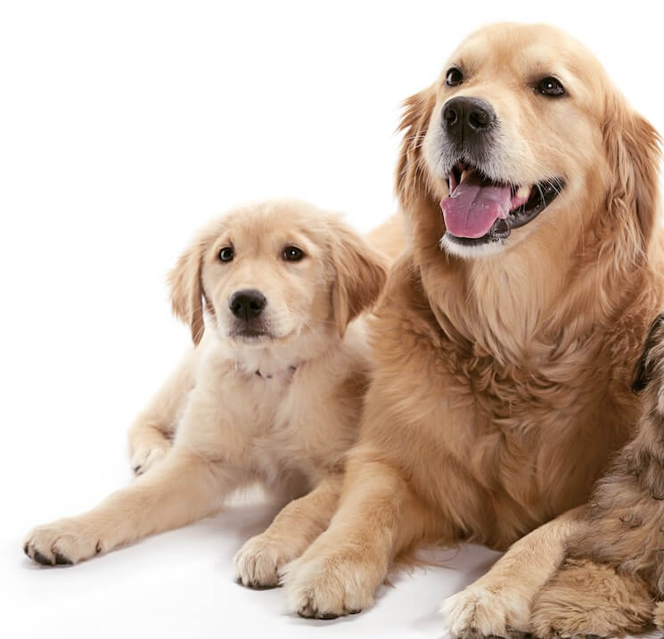 Sterling Valley Goldens, Golden Retriever Breeder in ...