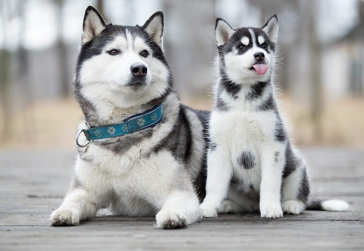 Parent and Puppy Husky