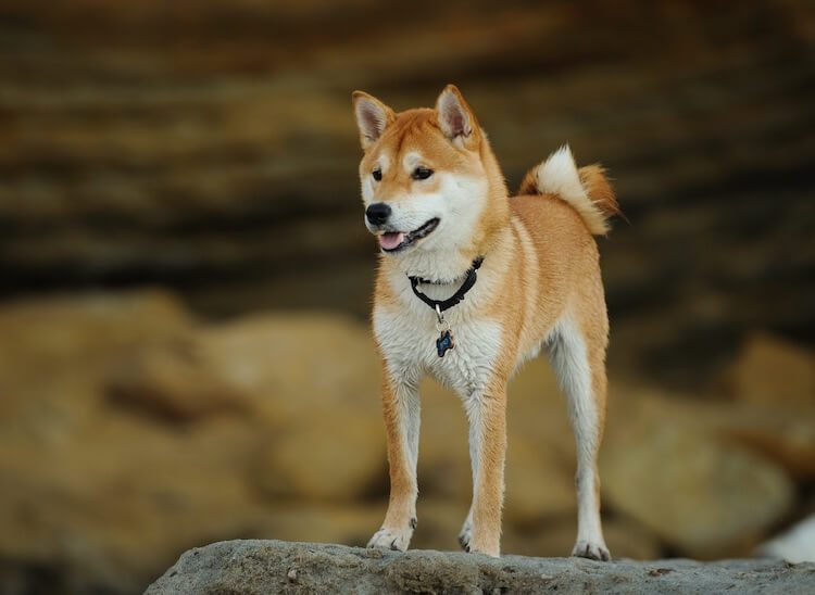 Shiba Inu