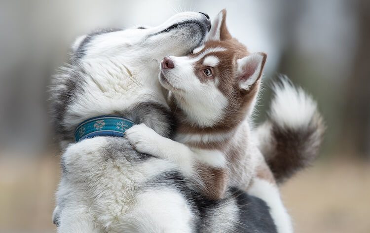 Noms de husky sibérien