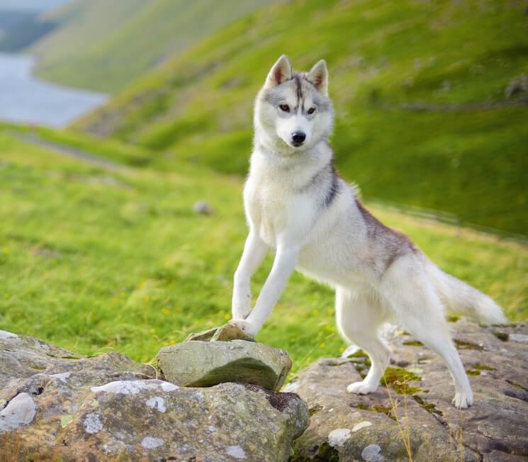 siberian shepherd dog