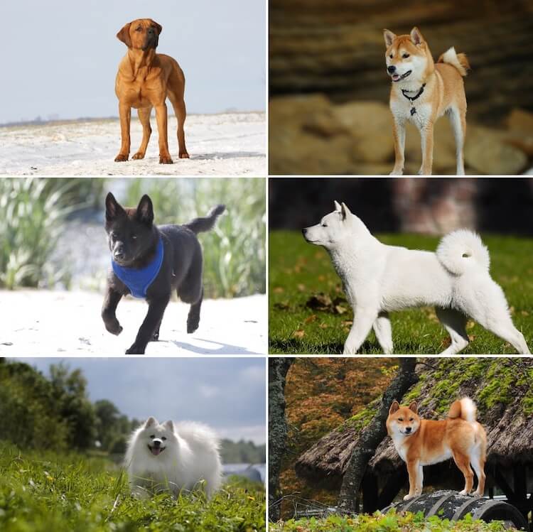 japanese small breed dogs