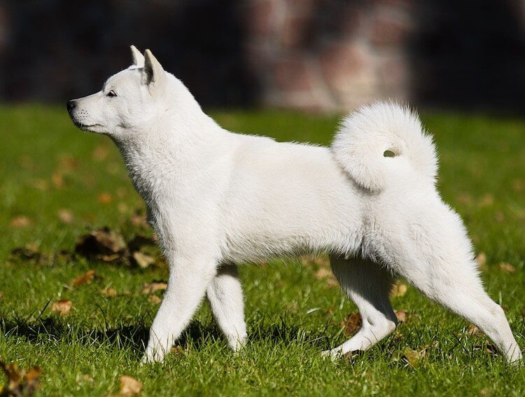 The Hokkaido Dog - A Japanese Dog Breed