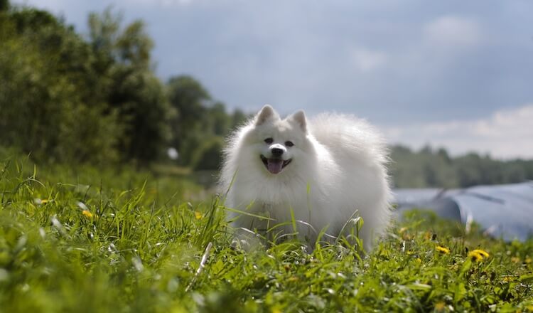 The Japanese Spitz