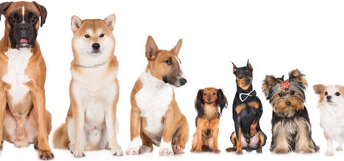 how much does it cost to find out your dogs breed