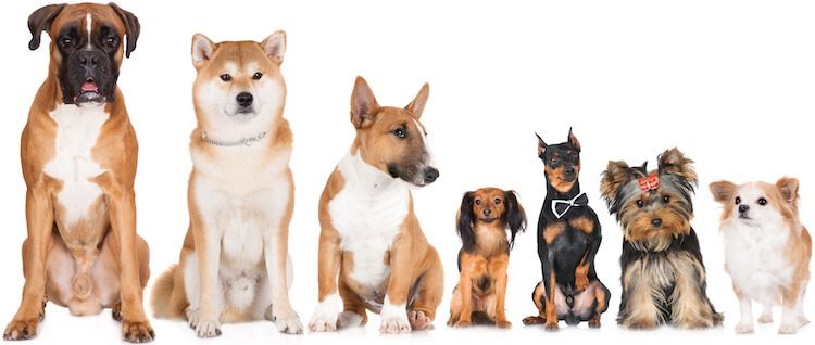 Identifying Dog Breeds Chart