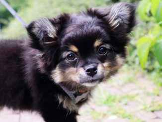 Pomchi
