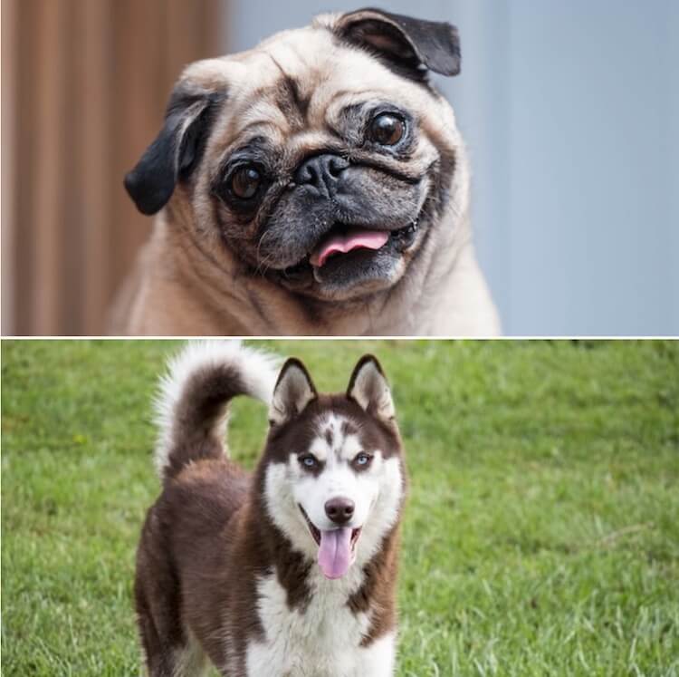 pug x husky