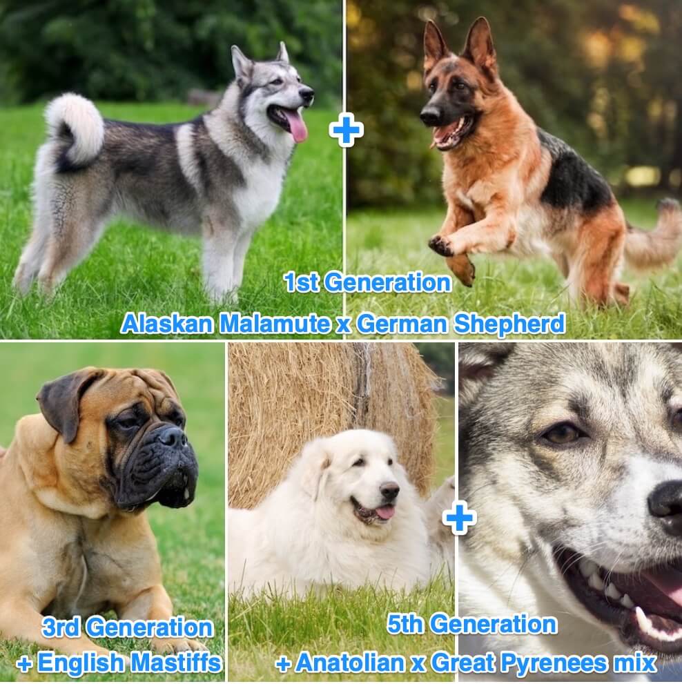 American Alsatian Breeding Line