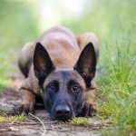 Belgian Malinois Dog