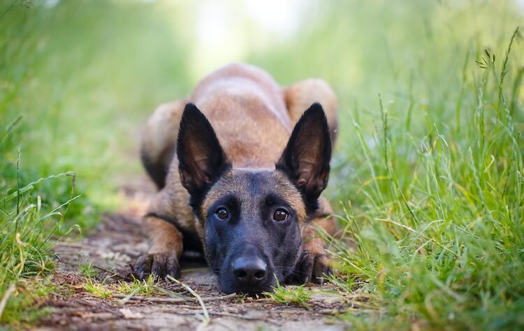 Belgian Malinois vs German Shepherd - Which Is The Best Family Dog