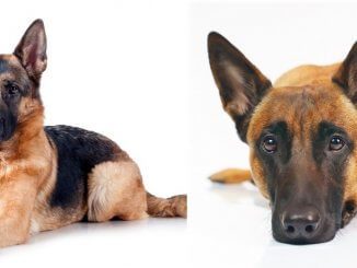 Belgian Malinois vs German Shepherd Feature