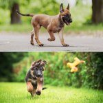 Belgian Malinois vs German Shepherd Difference In Appearance