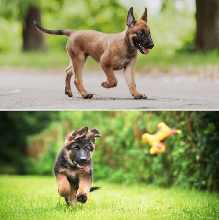 german shepherd malinois for sale