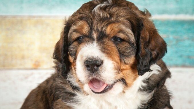 Bernedoodle Dog Breed Information, Facts, Temperament & Size - All Things Dogs – All Things Dogs