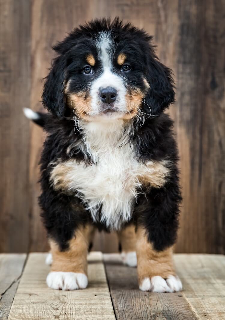 75+ Bernedoodle Mini Bernese Mountain Dog Pic - Bleumoonproductions