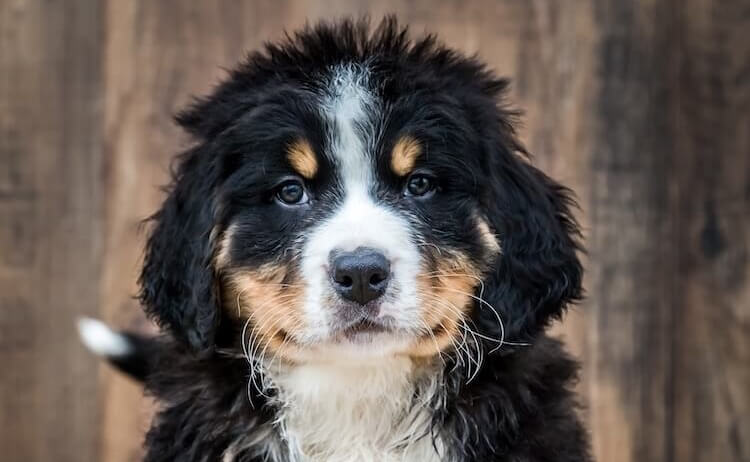 Bernedoodle Family Dog