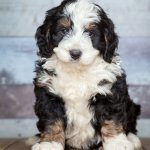 Bernedoodle Puppy