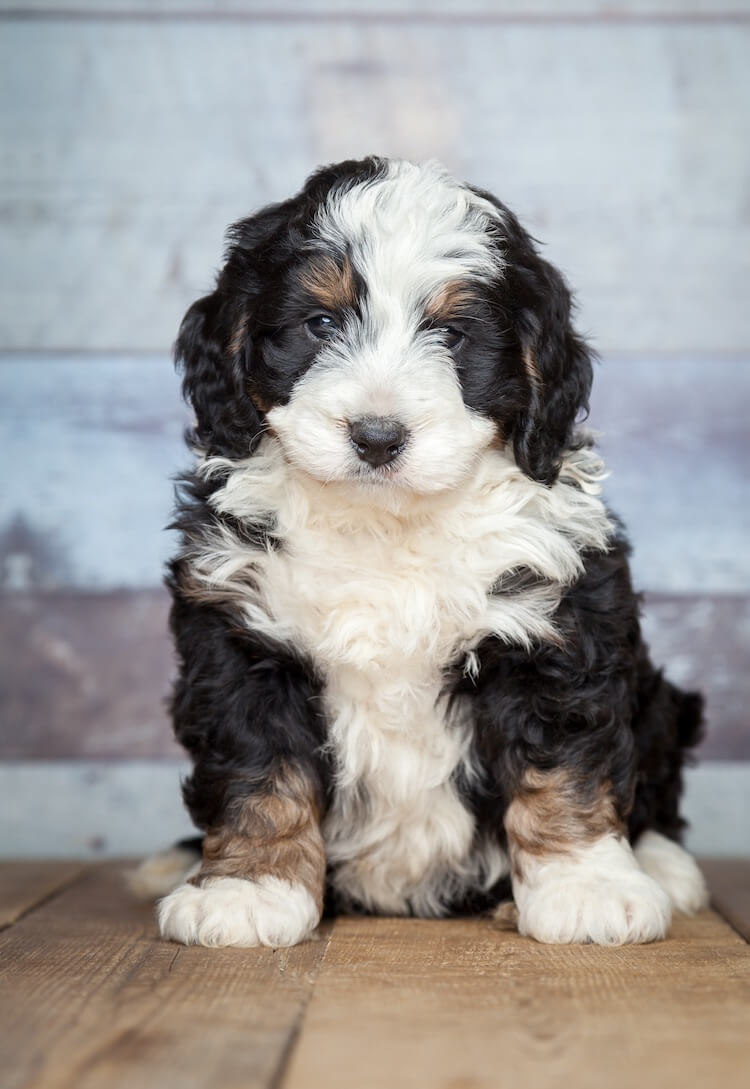 Bernedoodle Dog Breed Information, Facts, Temperament & Size | All