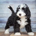 Bernedoodle Standing