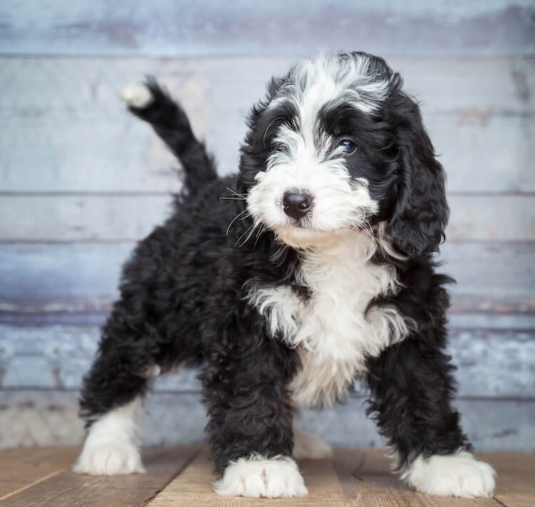 size of mini bernedoodle