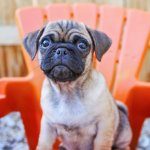 Chihuahua Pug Mix Puppy
