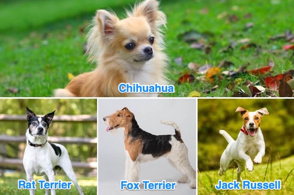 Rat Terrier Size Chart