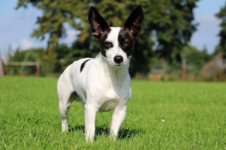 Rat Terrier Size Chart