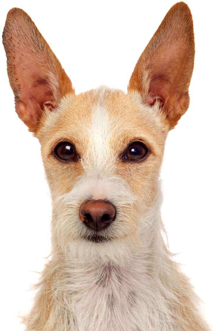 dogs with pointy ears breeds