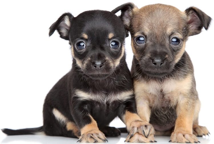 terrier cross puppies