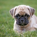 Chug Dog Feature