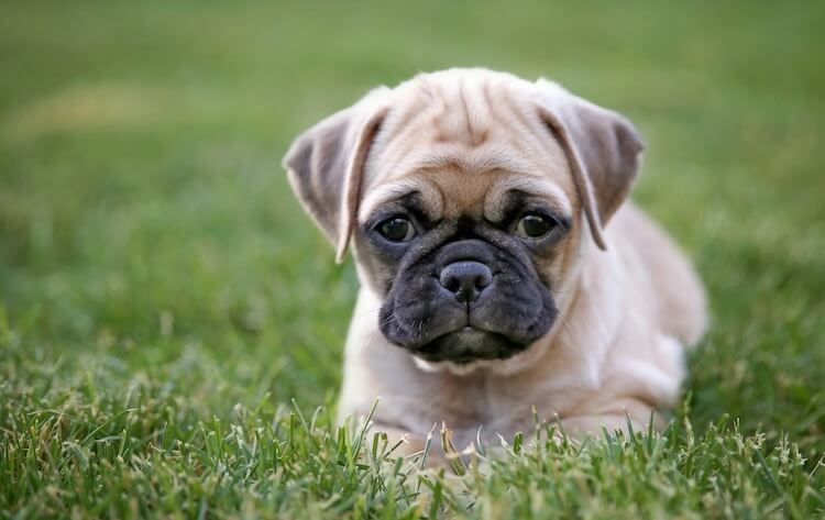 Adorable Maltese Poodle Pug Mix