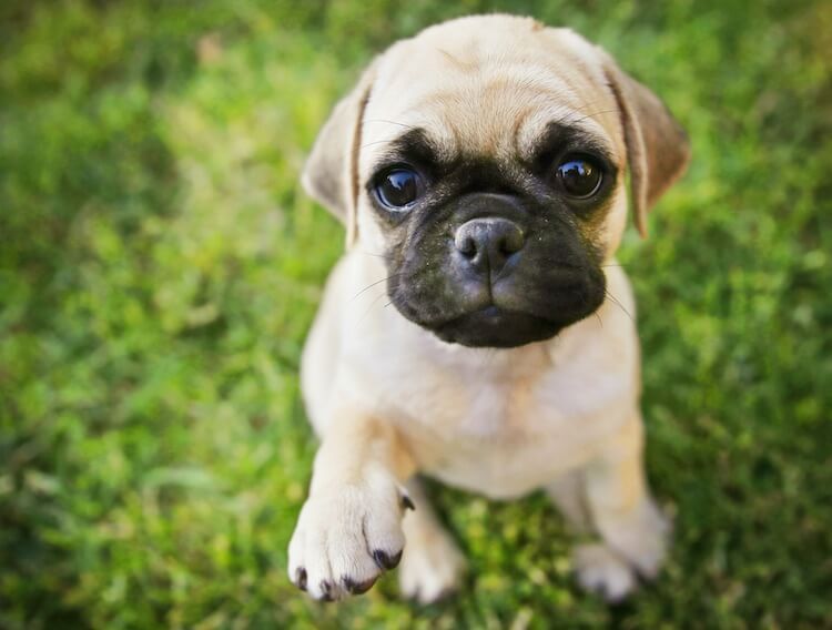 cross between pug and chihuahua