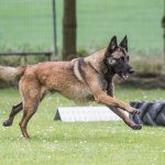 Dog Agility Course