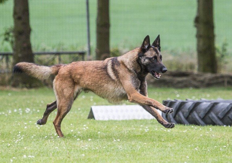 belgian shepherd x german shepherd