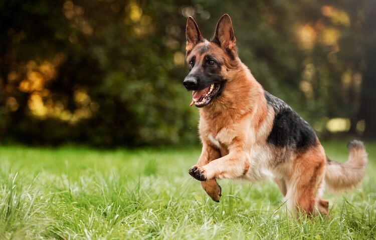 German Shepherd Dog