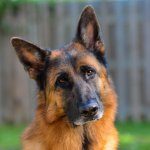 German Shepherd Dog