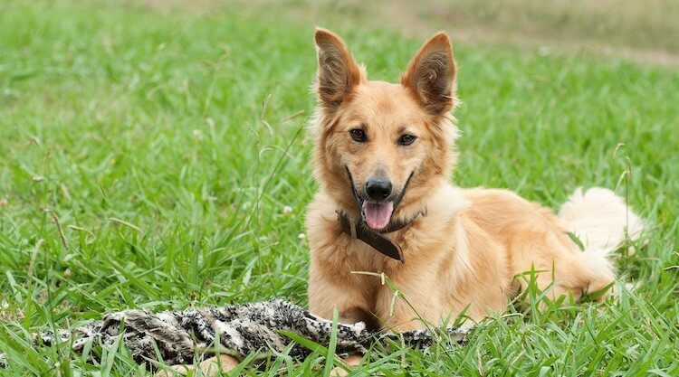 white german shepherd golden retriever mix