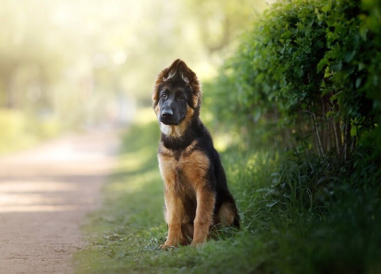 Are There Any Miniature German Shepherds