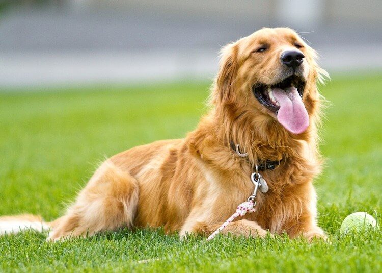 Golden Retriever Dog