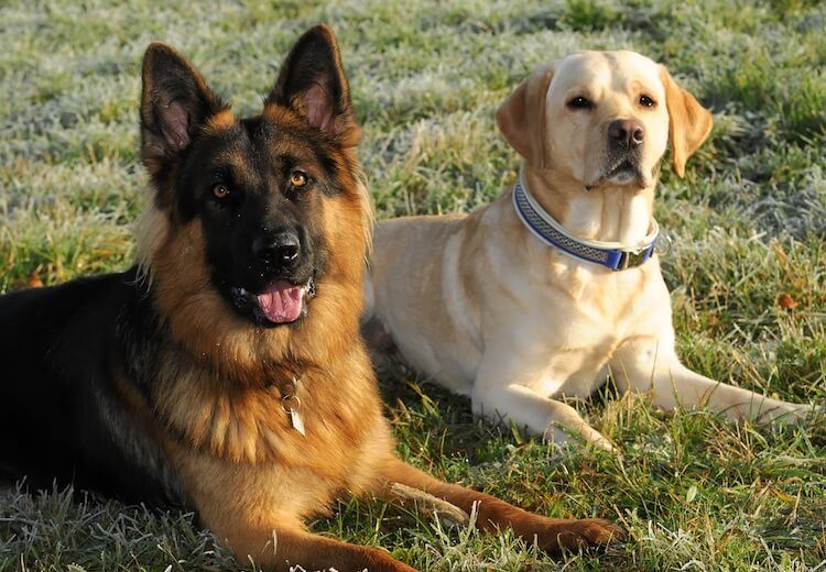 99+ German Shepherd Golden Retriever Mix